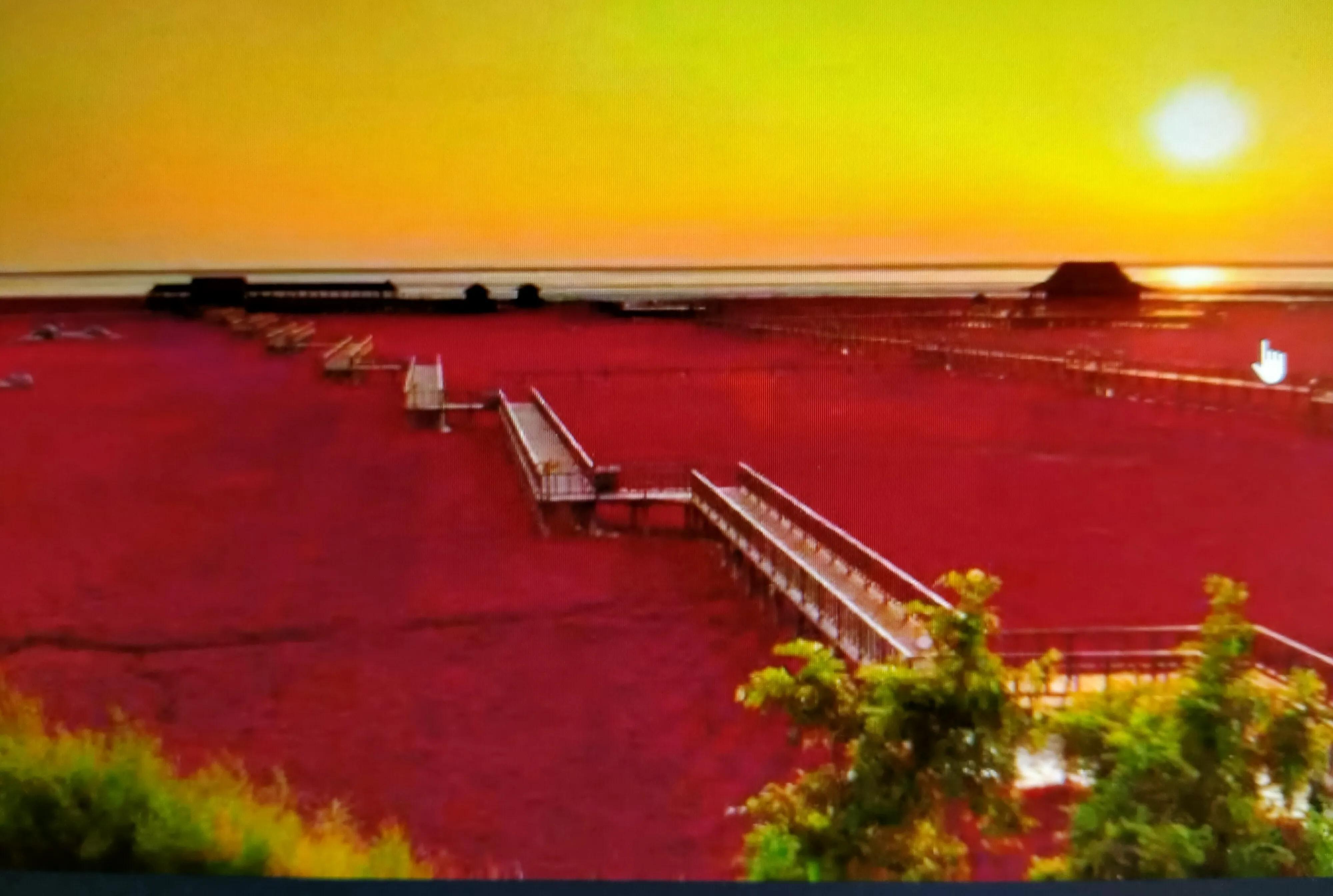 盘锦，湿地之都，生态画卷的璀璨篇章